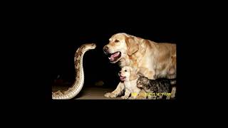 Security Cam Captures Python Taking a Husky Puppy... The Truth is Shocking 🐍🐾3 #wgitachi #dog