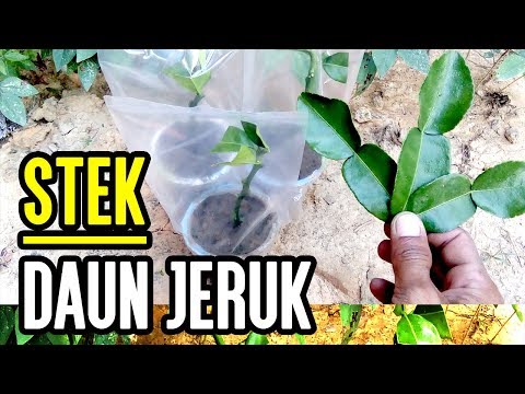 Video: Penjagaan Pokok Chinkapin: Maklumat Oak Chinkapin Dan Petua Penanaman