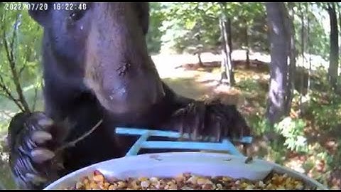 Spooky Moments Caught by Netvue Birdfy