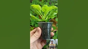 Когда и как прищипывать петунию