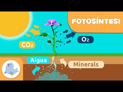Vídeo: Durant la fotosíntesi les plantes utilitzen l'energia donada per?