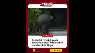 Penduduk terkejut, gajah tiba-tiba muncul dalam taman rumah di Kota Tinggi