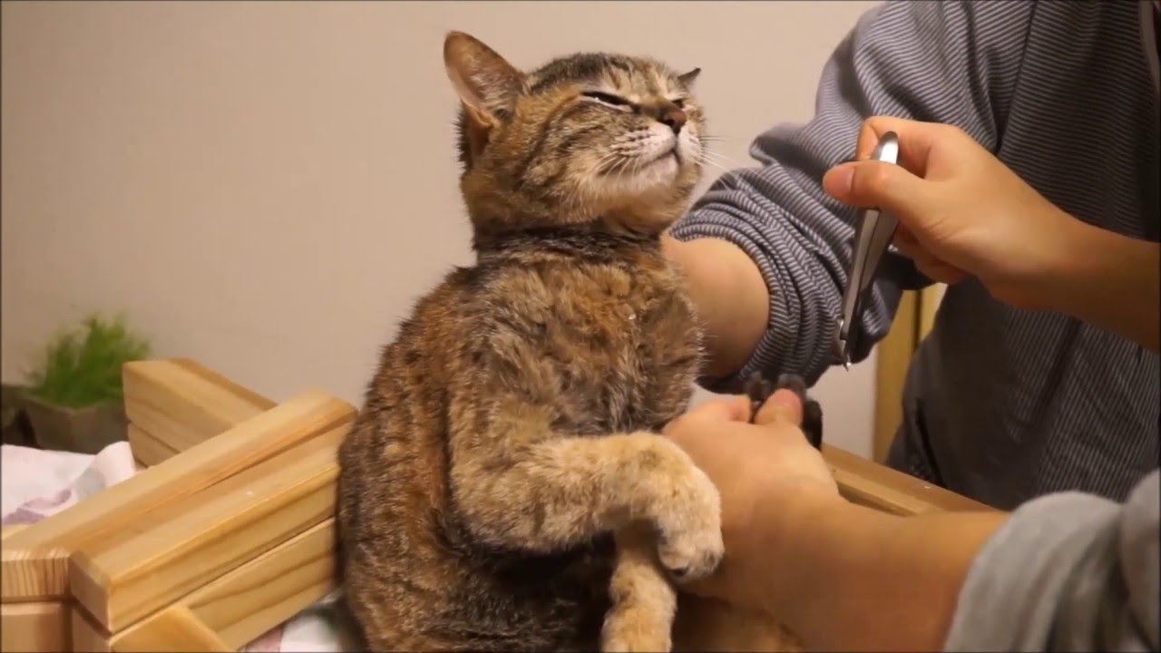 爪切りを嫌がる猫を一瞬で大人しくさせ 簡単 安全 楽に爪を切る方法 高齢猫の巻き爪対策にも Youtube