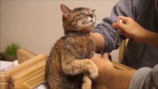 爪切りを嫌がる猫を一瞬で大人しくさせ、簡単、安全、楽に爪を切る方法 。  高齢猫の巻き爪対策にも！