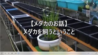 【メダカのお話】メダカを飼うこと