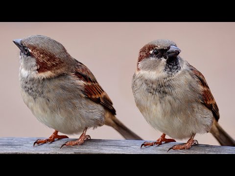 Video: ¿Cuánto tiempo puede volar un gorrión?