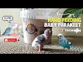 HOW TO HAND FEED BABY PARAKEET