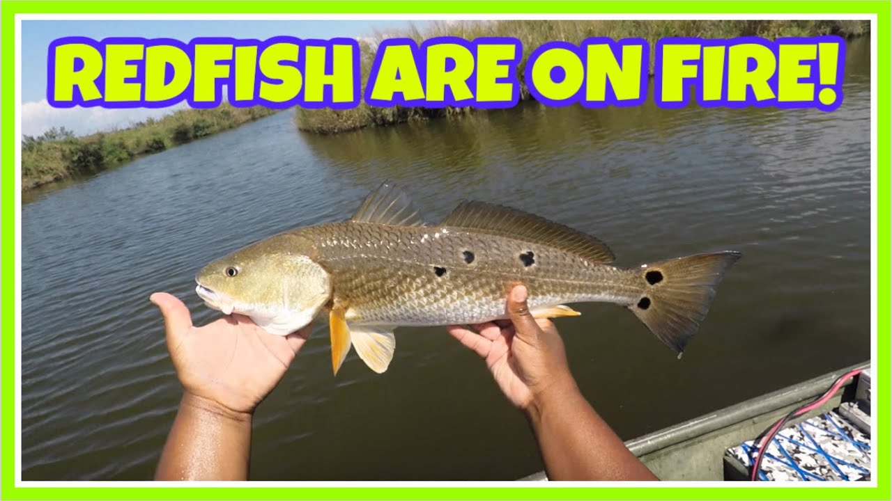 The REDFISH are HOT RIGHT NOW!!! Fall Redfish (Shell Beach, LA)