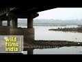 Bridge over Sutlej River - Ludhiana