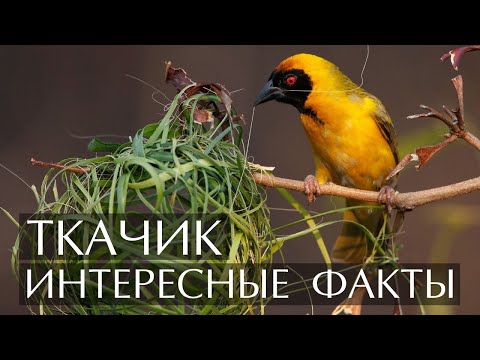 Ткачик - Интересные Факты