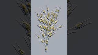 Chrysophyceae | Wikipedia audio article