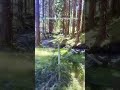 Wild Forest Stream 🌲 Relaxing Water Sounds &amp; Peaceful Nature 🌿 Short #nature #relaxing #ambience