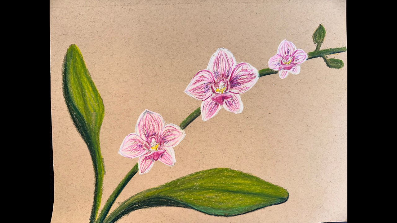 Orchid Color Pencil Drawing
