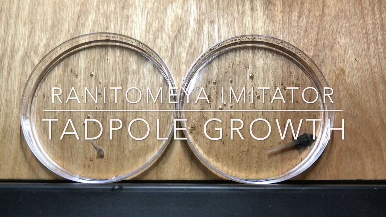 dart-frogs-imitator-tadpole-growth-youtube