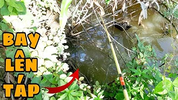 câu cá rô đồng miền tây giật chút ăn cả ngày không hết | fishing