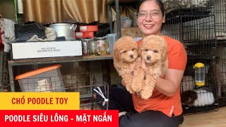 Chó Poodle Toy - Poodle Siêu Lông - Mõm Ngắn - Mặt Xinh - Phương Cún TV by Phương Cún TV 333 views 7 months ago 5 minutes, 2 seconds