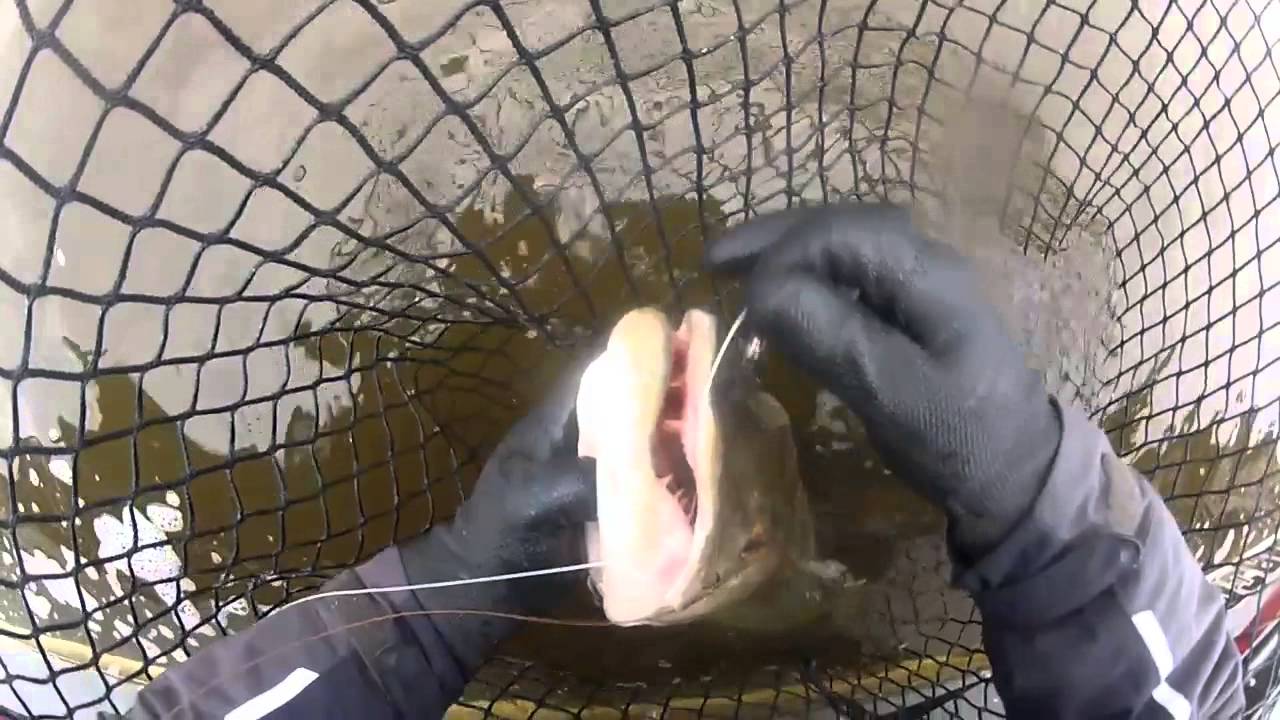 50" Lake of the Woods Muskie Wick Onez Custom Lures YouTube