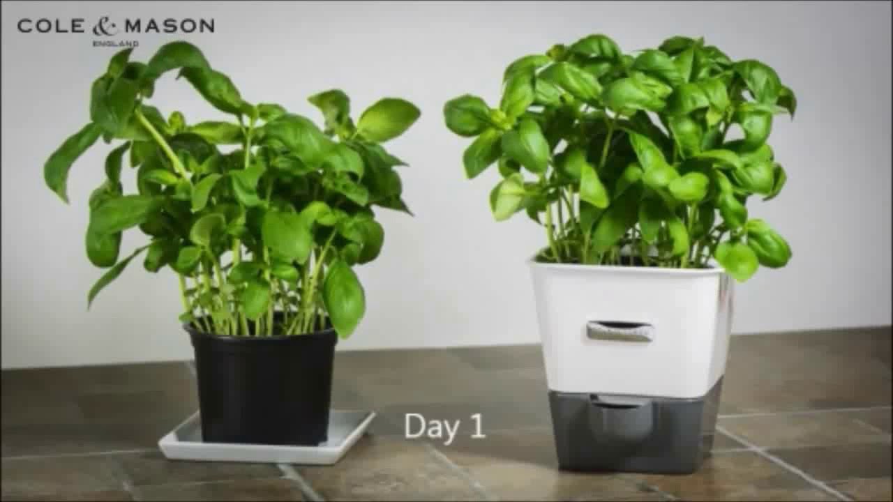 Cole Mason Single Potted Fresh Herb Keeper H105249 YouTube