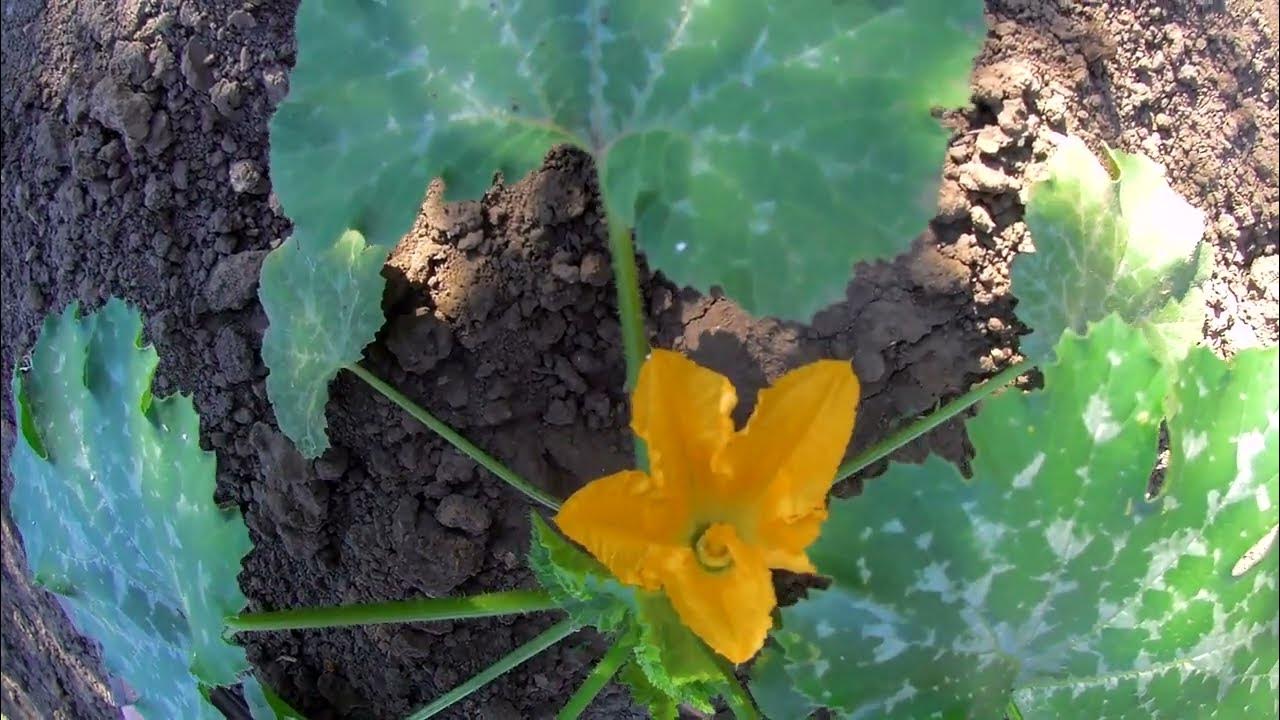 Кабачок Грибовский кустовой. - YouTube