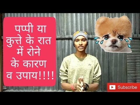 वीडियो: पिल्ला रोना और रोना: कैसे मदद करें - पिल्ले क्यों रोते हैं?