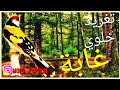 #تغريد حسون خلوي قمة في الأداء أستمع للأخر | chardonneret sauvage