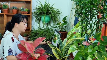 7 loại cây trồng trong nhà đẹp cung cấp oxy và cho bạn giấc ngủ ngon | Trang trí cây bàn làm việc