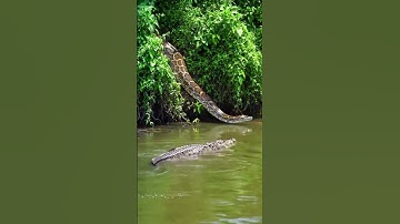 Omg amazing anaconda 🐍Vs crocodile 🐊 #snake #wildlife #python #anaconda #crocodile #giant