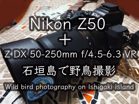 【Nikon Z50＋Z DX 50-250mm f/4.5-6.3 VR】 石垣島で野鳥撮影。Wild bird photography on Ishigaki Island.