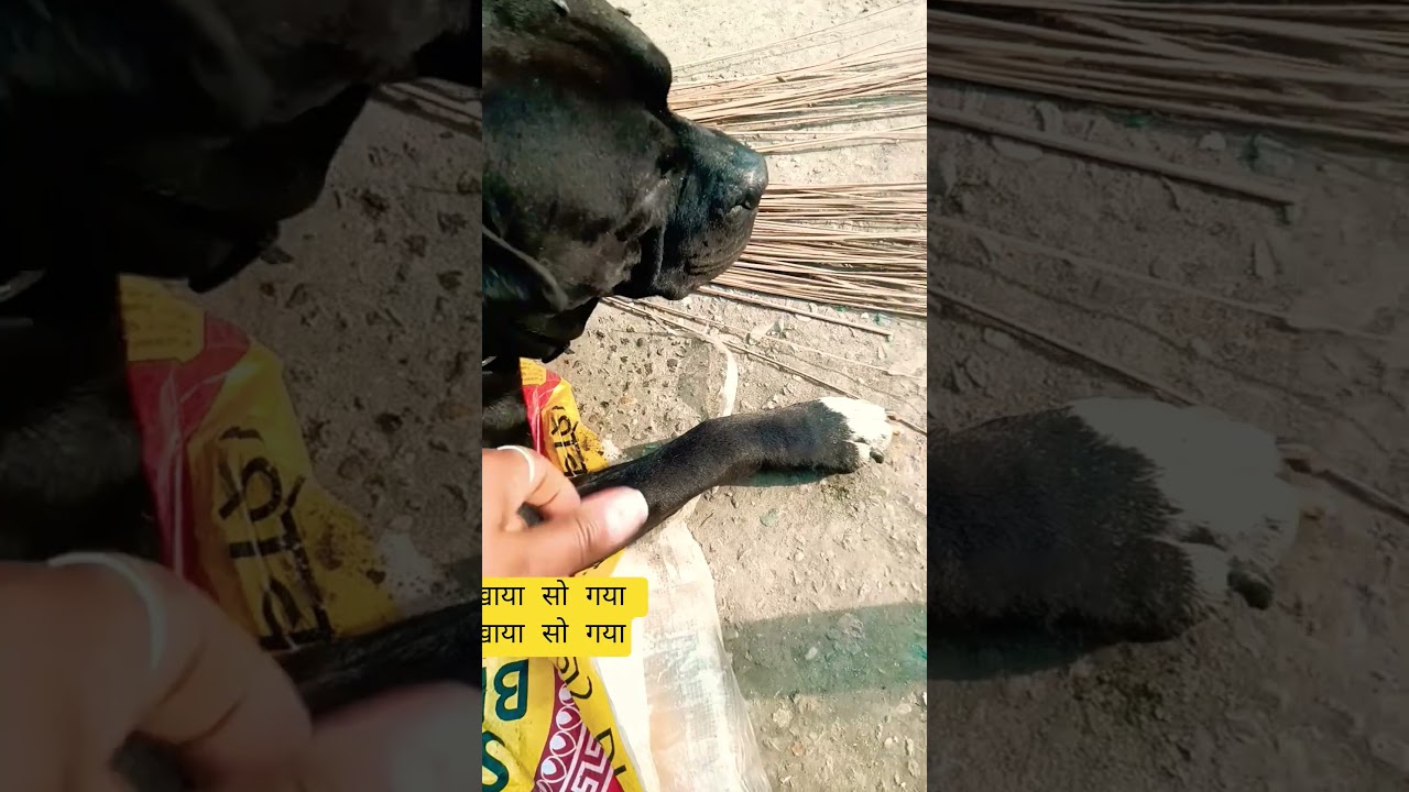 😵‍💫🫩MAX🐕 ka Dispression 😂 