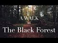 A Walk in the Black Forest (4k)