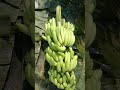 guy's kon ja rha hai border movie #banana #india #border2 #borderland #hellontheborder #viralshort