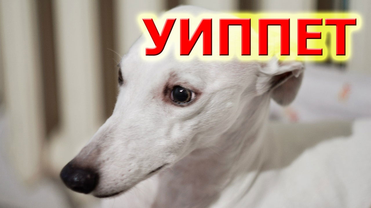 Уиппет Уиппет