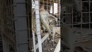 Godain Monyet, Ras Monyet Ekor Panjang, Macaca Fascicularis