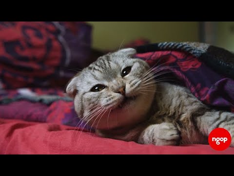 Kafshët e pyllit - Macet | NGOP.TV