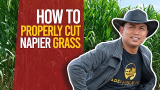 HOW TO PROPERLY CUT NAPIER GRASS