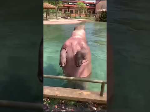 Hippo back drive...Rare to watch