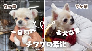 The record of growth of a Chihuahua dog from 2monthsold to 7monthsold // ChibiTV
