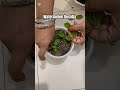 Replanting watermelon decidia. #recommended #viral #foryou #fyp #shorts #plants