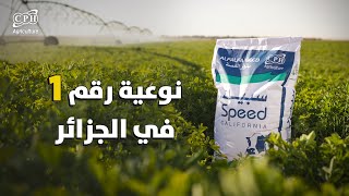 ⛔️ بذور الفصة سبيد نوعية رقم 1🥇 في الجزائر 🇩🇿