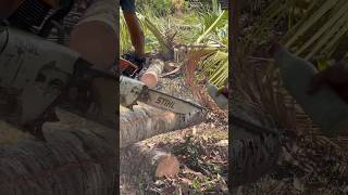 Cutting old Coco Lumber, best alternative for forest timber #shortsvideo  #youtubeshort