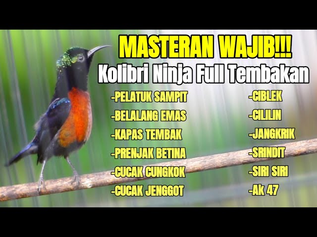 MASTERAN KOLIBRI NINJA FULL TEMBAKAN ISIAN LOMBA TERBUKTI AMPUH BIKIN KONIN JUARA class=