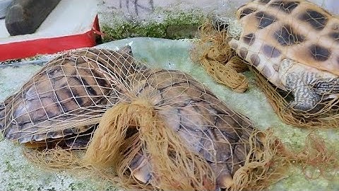 Turtle soup is good for your health | Try this..