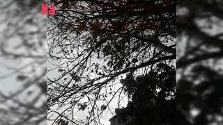 Kima chhangte - thinlai luahtu whatsapp status