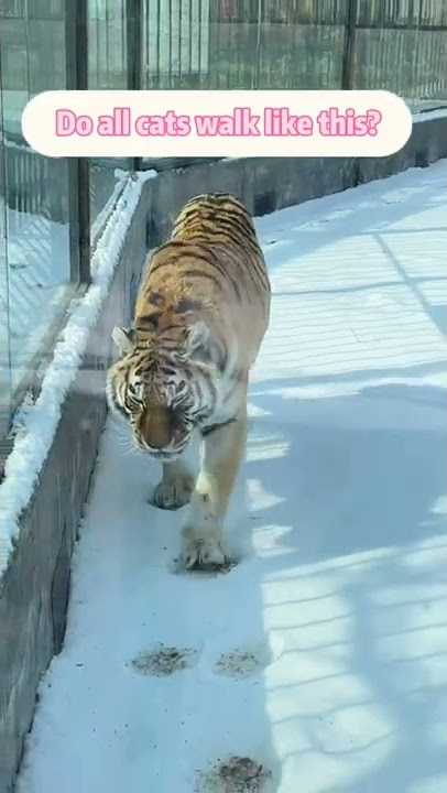 Beginilah harimau berjalan di atas jejak nya sendiri #shorts