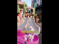 This is so cute, haha! #Bo Mei Junjie #Teacup Dog #Dog's Daily Life #CutePets #Pets #Puppies