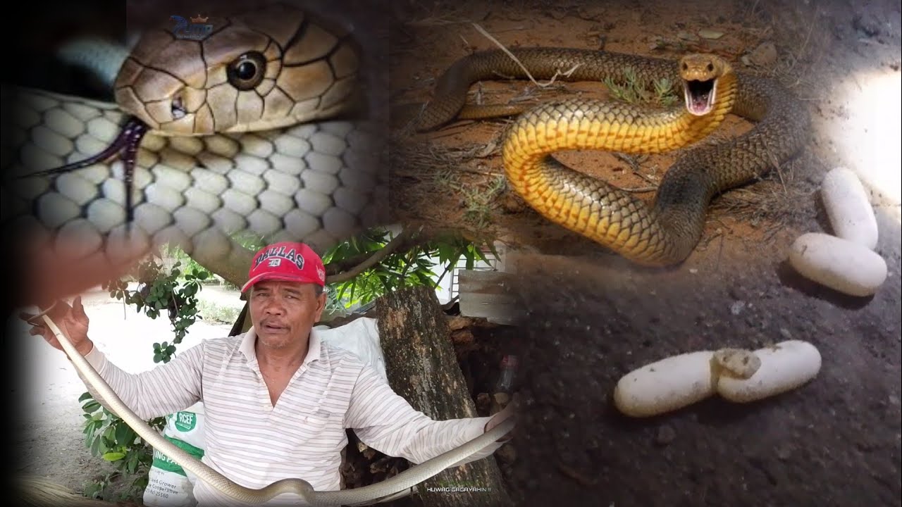 Rat snake sa kusina nangitlog