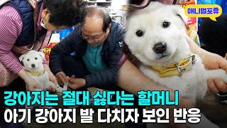 점점 정 들어가는 아기 강아지와 할머니 | KBS 인간극장 220214~220218 방송