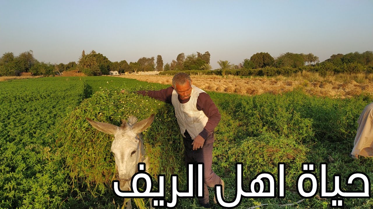 روحت الغيط عند الحاج جمال والحاج علي وهما بيحشو البرسيم واحلي ريف الريف المصري