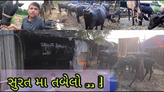 Our Business || Surat ma Tabelo  || Dairy farming || #villagelife   #trending  #viral #dairyfarm