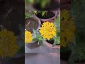 🌸🌿🌱my terrace garden 😊☘️
